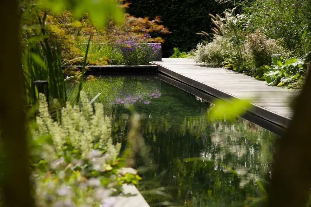 Natuurlijk zwembad omgeven door weelderige beplanting met paarse bloemen en een houten vlonder langs de waterkant