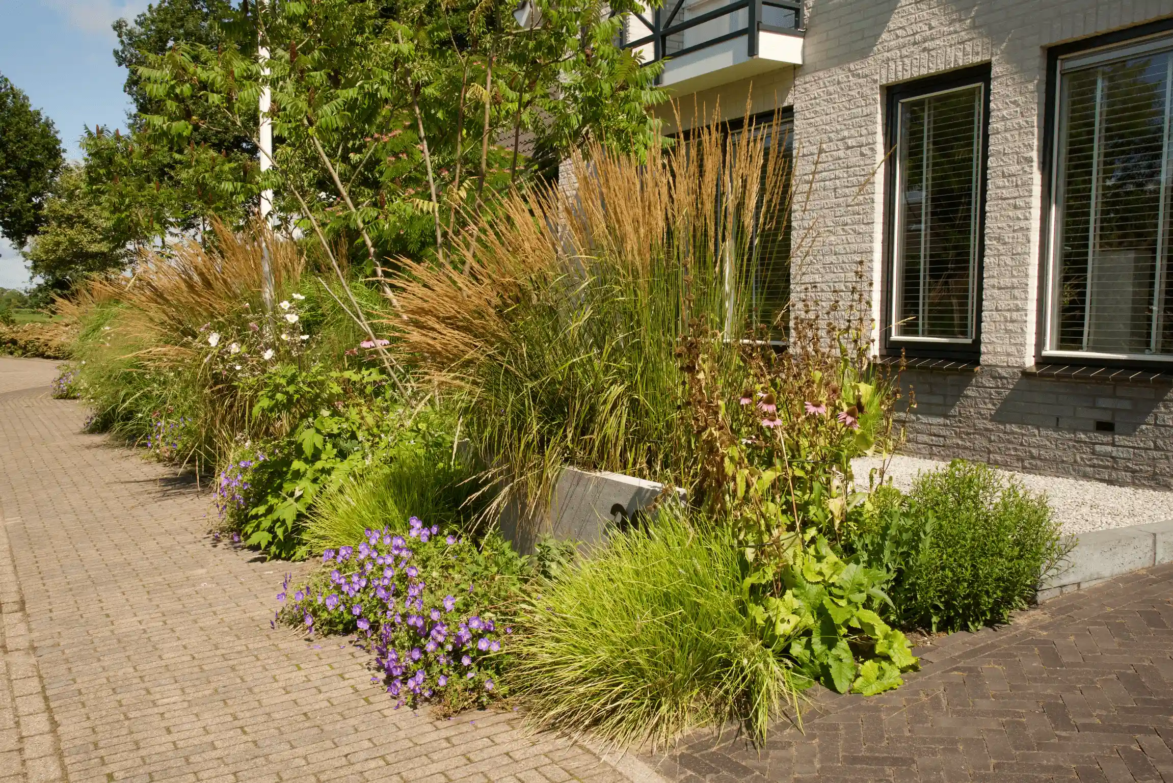 Siertuin langs een woning met hoge sierpgrassen, paarse geraniums en echinacea naast een bestrating van klinkers