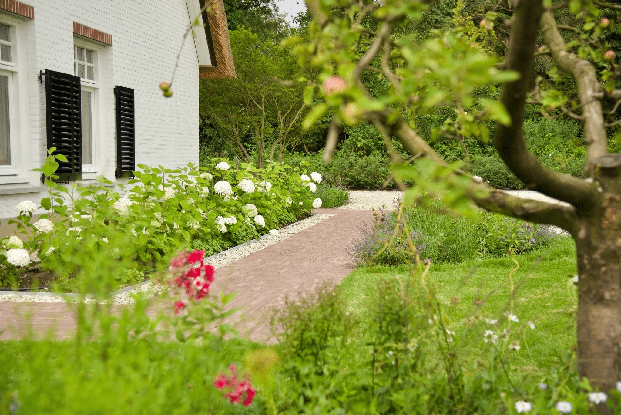 Landelijke tuin met bakstenen pad, witte hortensia's, rode rozen en een gazon naast een wit huis met zwarte luiken