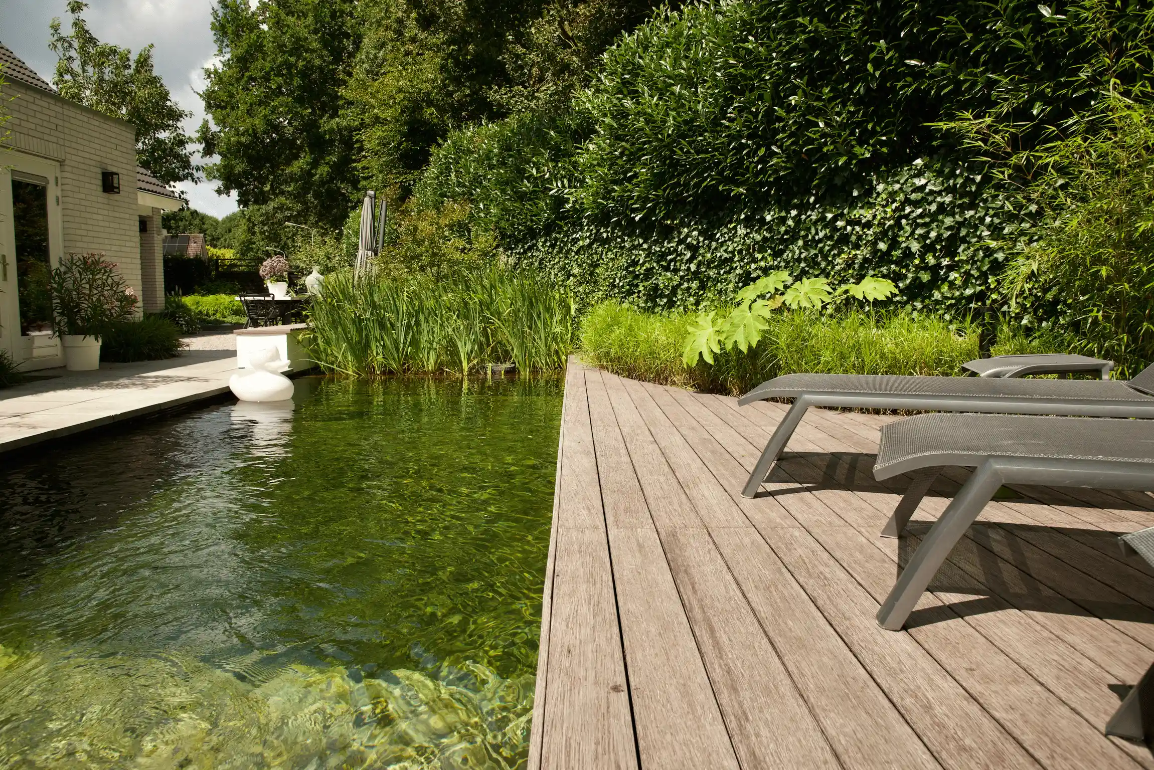 Natuurlijk zwembad met houten vlonder en ligstoelen, omgeven door weelderige beplanting en een woonhuis op de achtergrond