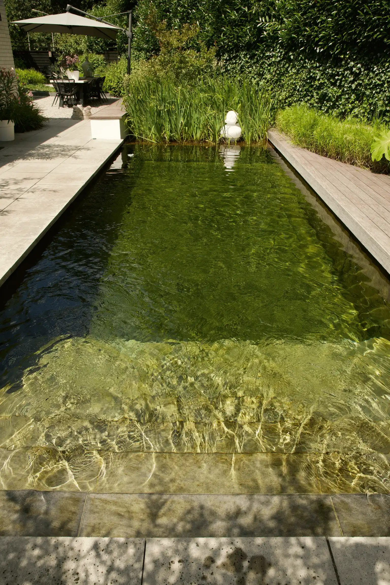 Rechthoekig natuurzwembad in een tuin, omgeven door waterplanten, houten vlonder en een zithoek met parasol op de achtergrond