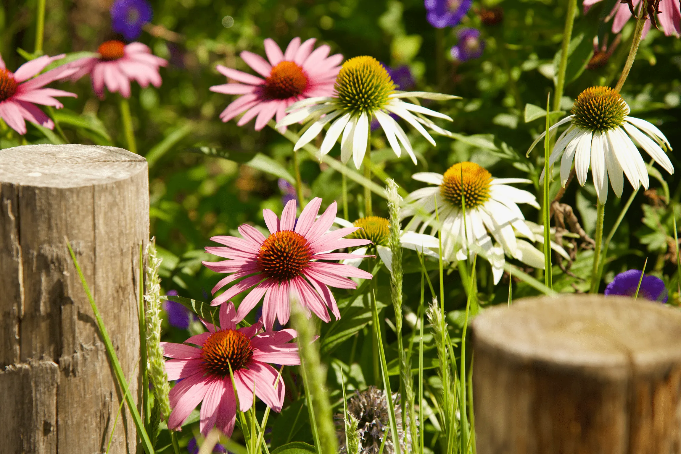 Roze en witte zonnehoed (Echinacea) bloemen in een zonnige tuin naast houten palen