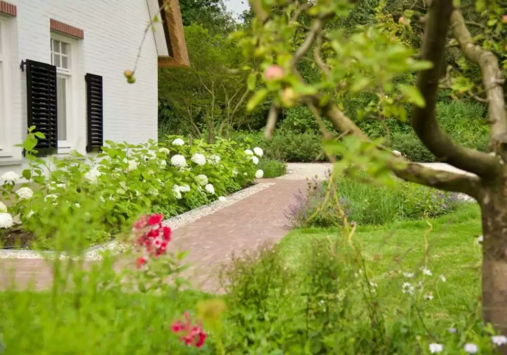 Landelijke tuin met bakstenen pad, witte hortensia's, rode rozen en een wit huis met zwarte luiken
