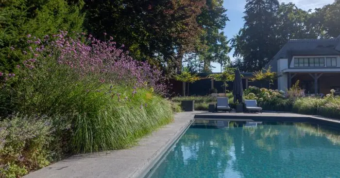 Tuin met zwembad omgeven door weelderige beplanting met paarse bloemen en siergras, met ligbedden en een woonhuis op de achte