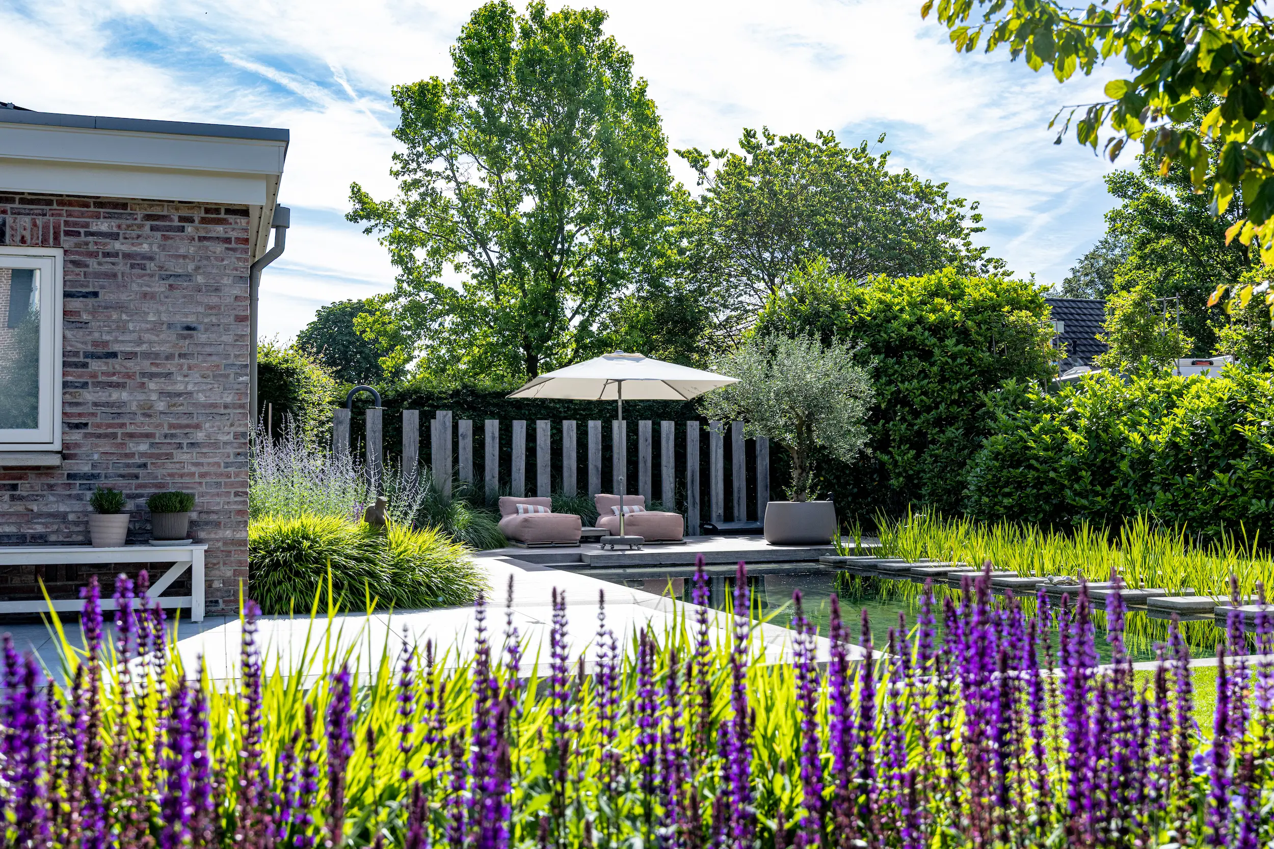 Tuin met paarse salvia op de voorgrond, zwemvijver met stapstenen, loungebedden onder parasol en olijfboom bij houten schutting.